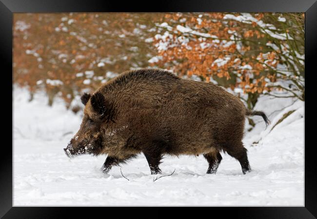 Solitary Wild Boar in Winter Framed Print by Arterra 