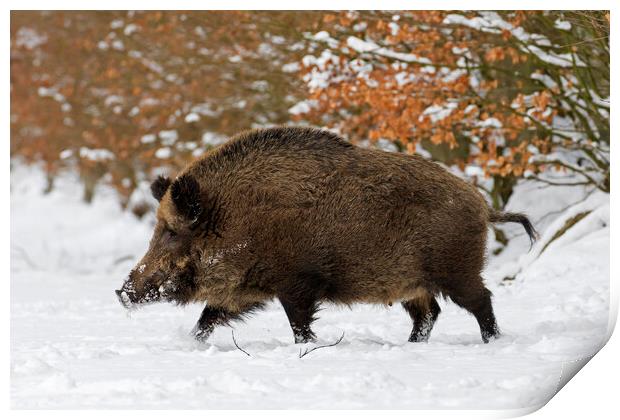 Solitary Wild Boar in Winter Print by Arterra 