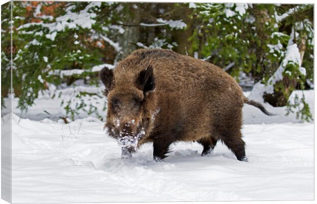 Wild Boar in the Snow Canvas Print by Arterra 