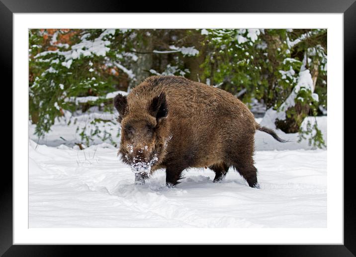 Wild Boar in the Snow Framed Mounted Print by Arterra 