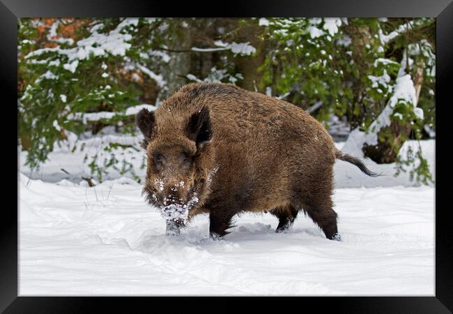 Wild Boar in the Snow Framed Print by Arterra 