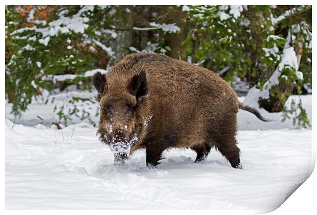 Wild Boar in the Snow Print by Arterra 