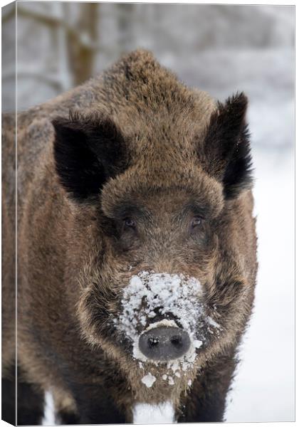 Wild Boar Close Up in the Snow Canvas Print by Arterra 