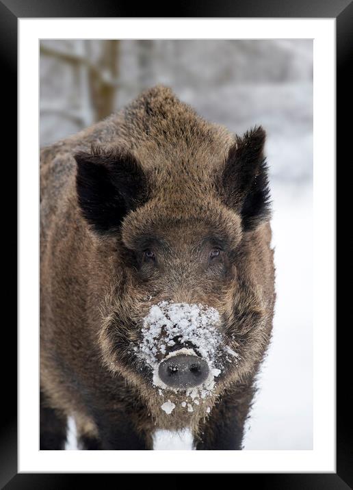 Wild Boar Close Up in the Snow Framed Mounted Print by Arterra 