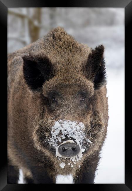 Wild Boar Close Up in the Snow Framed Print by Arterra 