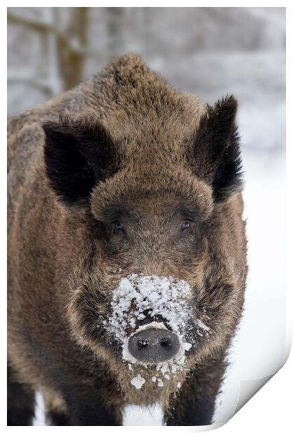 Wild Boar Close Up in the Snow Print by Arterra 
