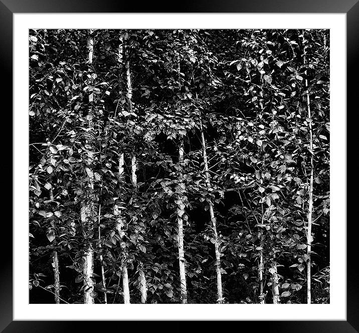 Silver Birches Framed Mounted Print by Iain Mavin