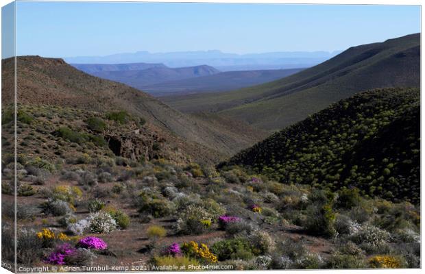 Wildflowers, Bloukrans Pass Canvas Print by Adrian Turnbull-Kemp