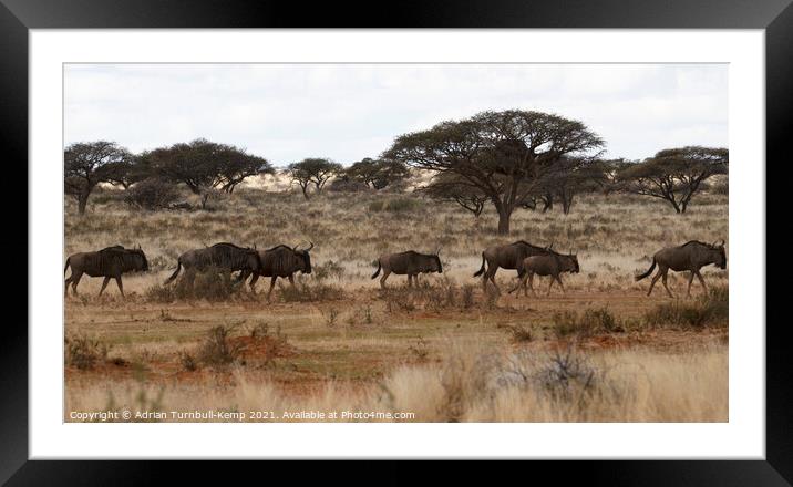Blue Wildebeest on the run Framed Mounted Print by Adrian Turnbull-Kemp