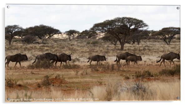 Blue Wildebeest on the run Acrylic by Adrian Turnbull-Kemp