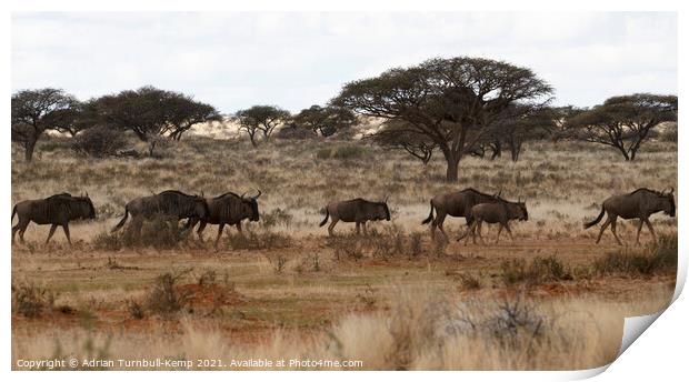 Blue Wildebeest on the run Print by Adrian Turnbull-Kemp