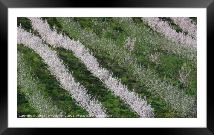 Almond tree orchard Framed Mounted Print by Adrian Turnbull-Kemp