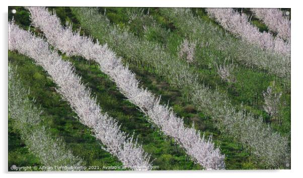 Almond tree orchard Acrylic by Adrian Turnbull-Kemp