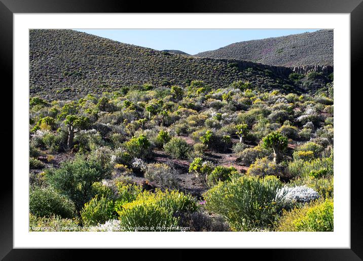 Succulents on Bloukrans Pass Framed Mounted Print by Adrian Turnbull-Kemp