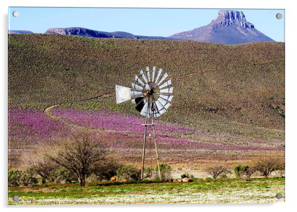Wind pump in wildflower meadow Acrylic by Adrian Turnbull-Kemp
