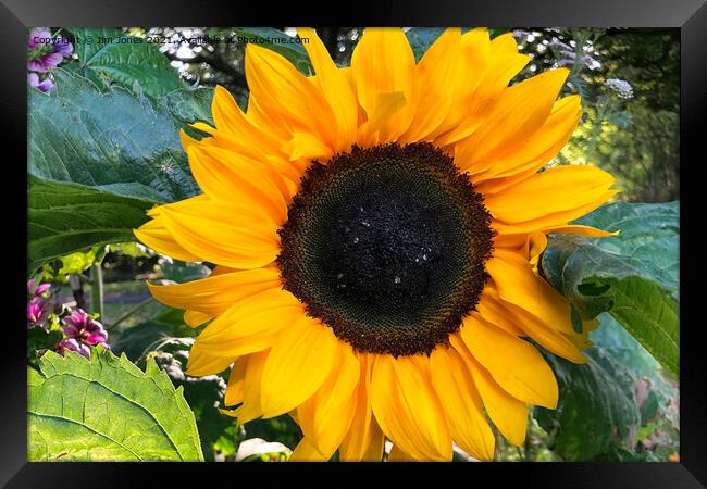 Sunflower macro Framed Print by Jim Jones
