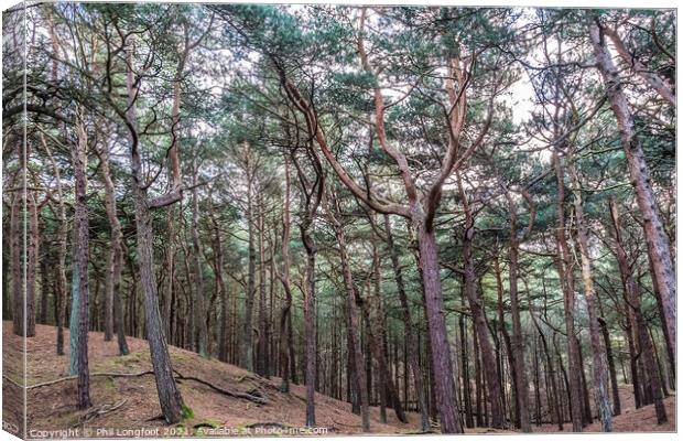 Pine forest walk Canvas Print by Phil Longfoot