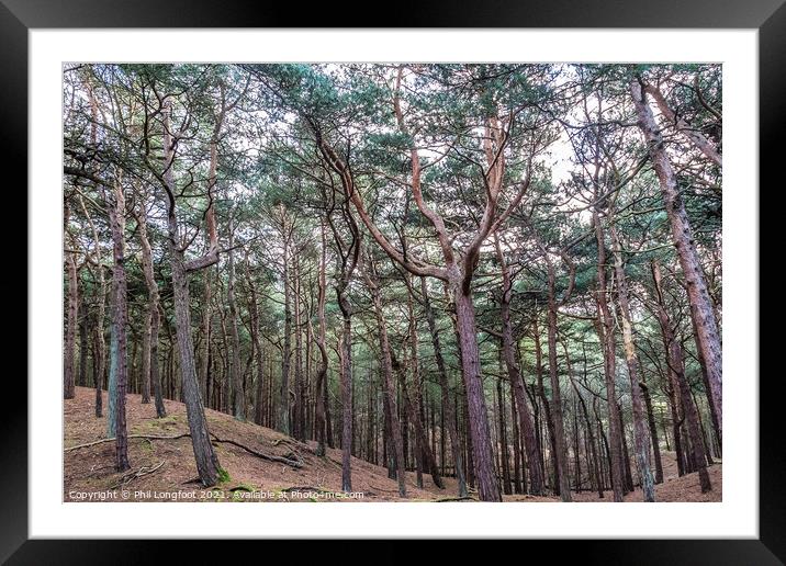 Pine forest walk Framed Mounted Print by Phil Longfoot