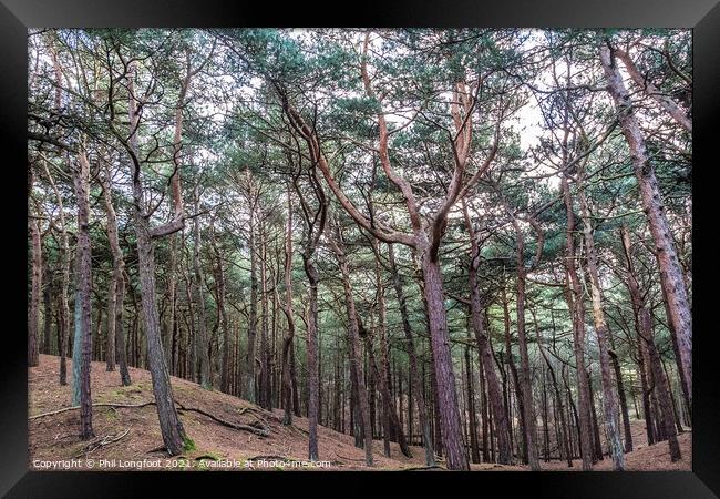 Pine forest walk Framed Print by Phil Longfoot