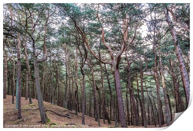 Pine forest walk Print by Phil Longfoot