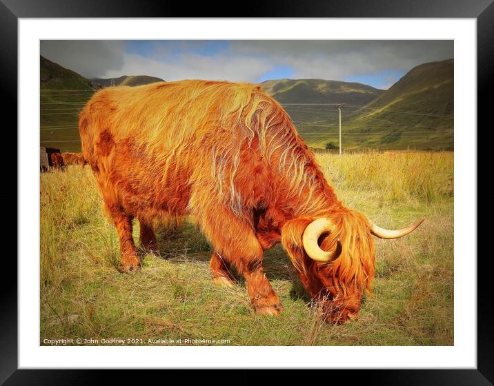 Highland Coo Framed Mounted Print by John Godfrey Photography