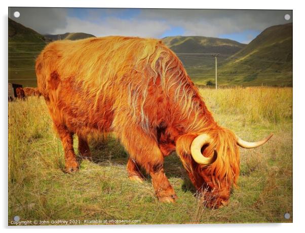 Highland Coo Acrylic by John Godfrey Photography