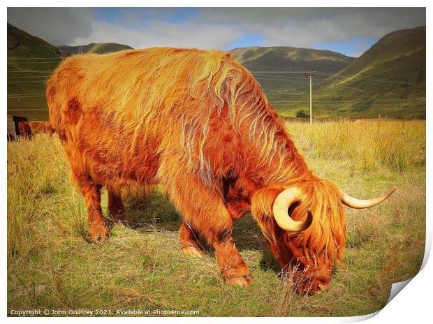 Highland Coo Print by John Godfrey Photography