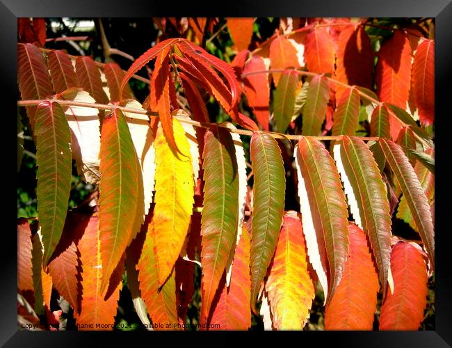 Sumac Leaves Framed Print by Stephanie Moore