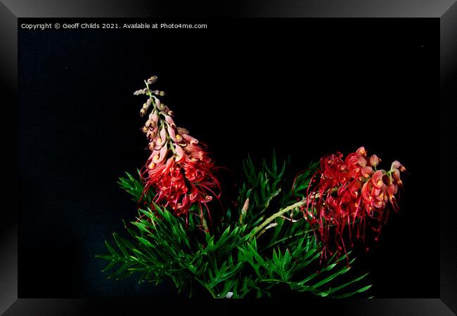 Two colourful Red Grevillea blooms up close isolat Framed Print by Geoff Childs