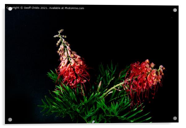 Two colourful Red Grevillea blooms up close isolat Acrylic by Geoff Childs