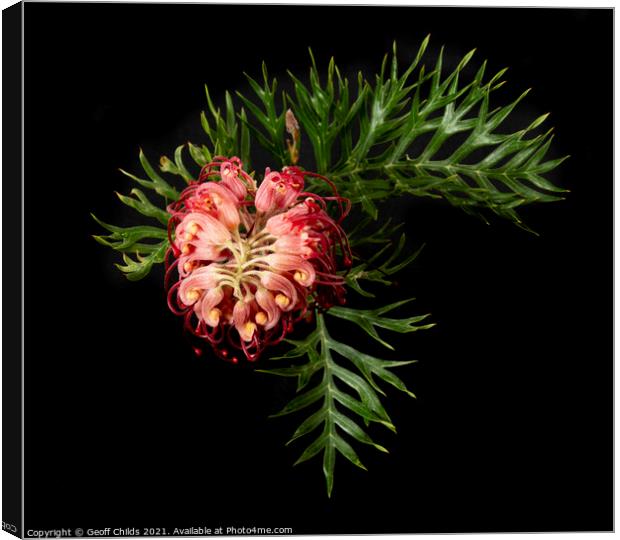 A single colourful Red Grevillea blooms up close v Canvas Print by Geoff Childs