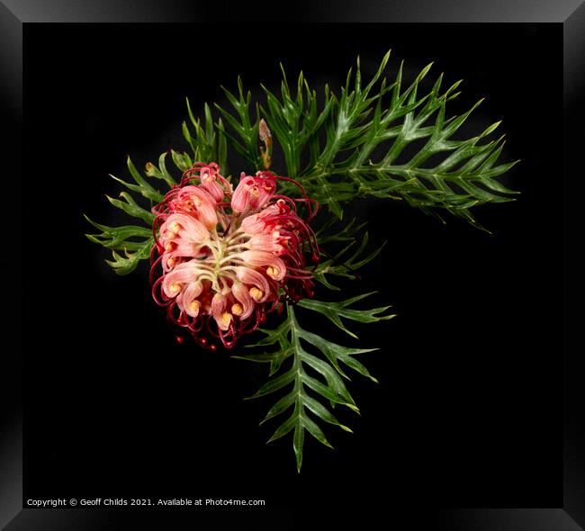A single colourful Red Grevillea blooms up close v Framed Print by Geoff Childs