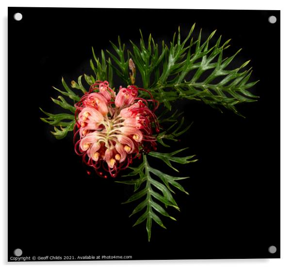 A single colourful Red Grevillea blooms up close v Acrylic by Geoff Childs