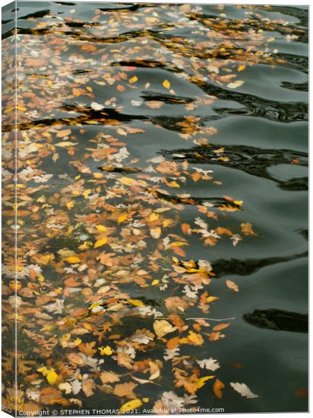 Leaf Float Canvas Print by STEPHEN THOMAS