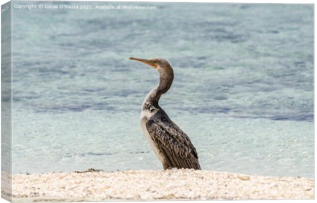 Cormorant bird on the beach Canvas Print by Lucas D'Souza