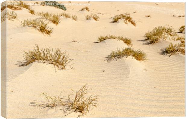Desert Landscape Canvas Print by Lucas D'Souza