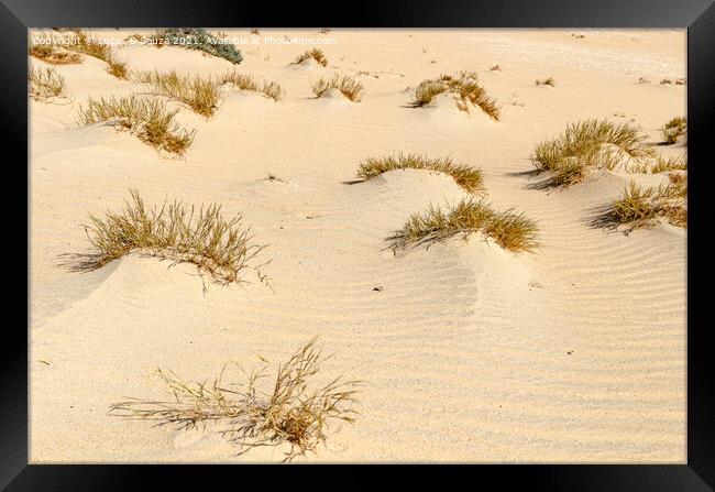 Desert Landscape Framed Print by Lucas D'Souza