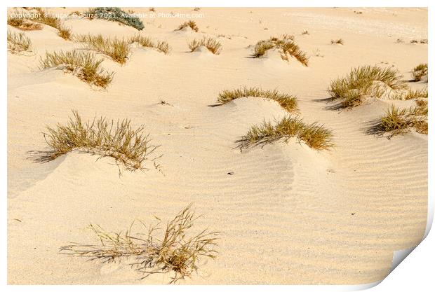 Desert Landscape Print by Lucas D'Souza