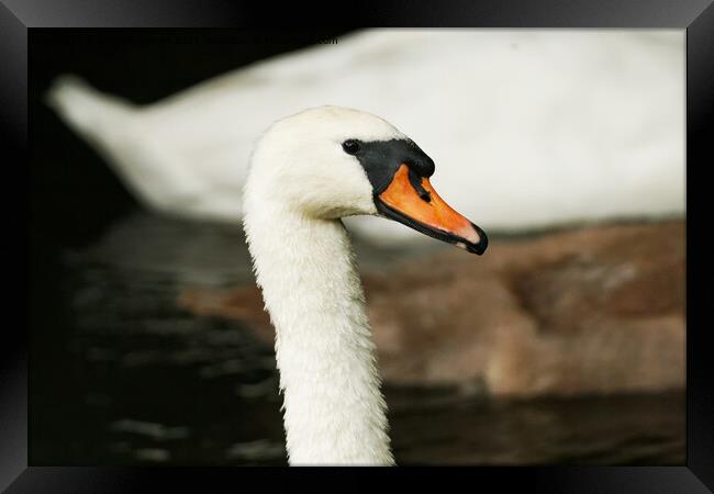 THE LOOK  Framed Print by andrew saxton