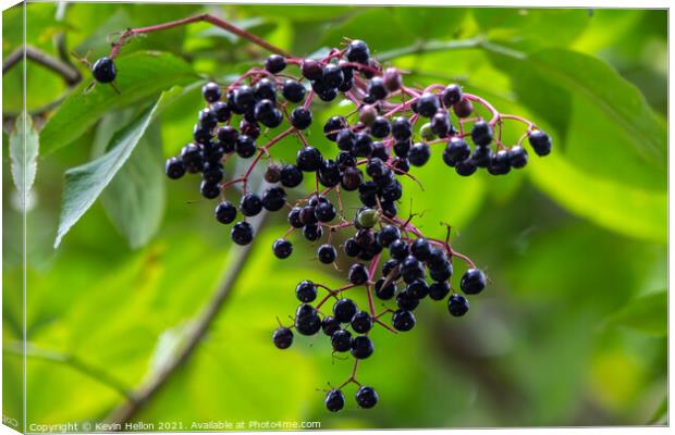 Ripe elderberries hanging from a tree Canvas Print by Kevin Hellon