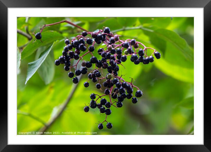 Ripe elderberries hanging from a tree Framed Mounted Print by Kevin Hellon