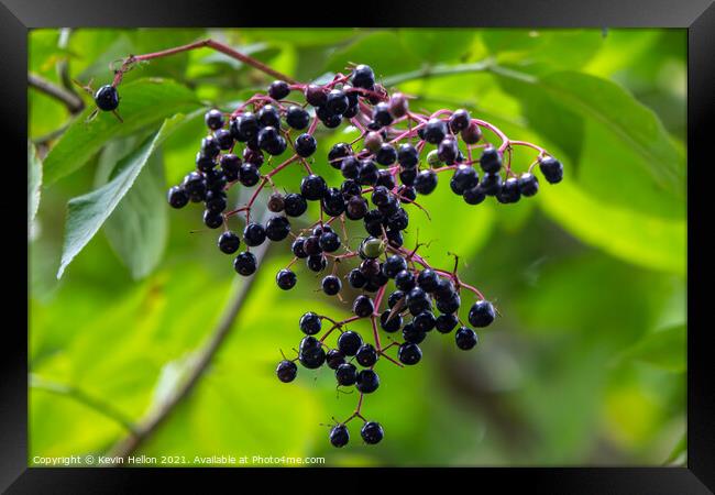 Ripe elderberries hanging from a tree Framed Print by Kevin Hellon