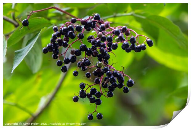 Ripe elderberries hanging from a tree Print by Kevin Hellon