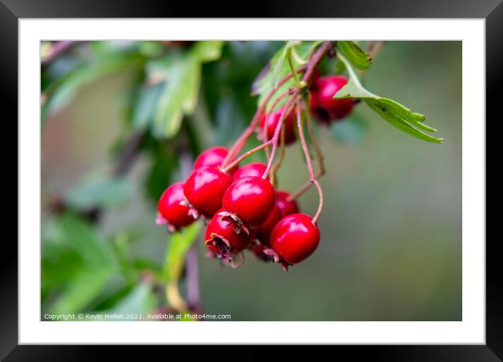 Ripe rosehips hanging from a tree Framed Mounted Print by Kevin Hellon