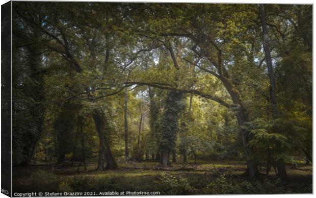 San Rossore park, misty mediterranean forest. Tuscany Canvas Print by Stefano Orazzini