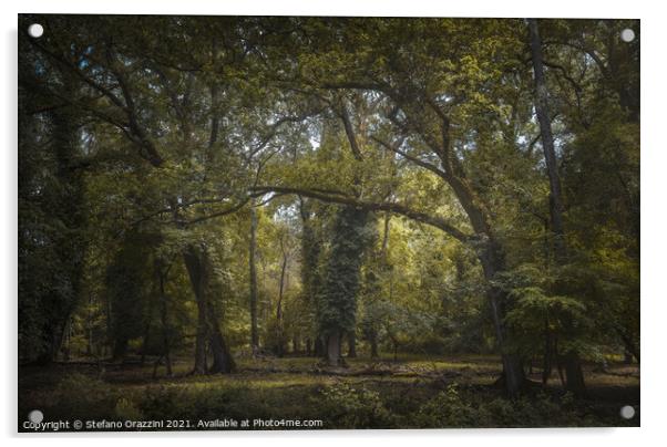 San Rossore park, misty mediterranean forest. Tuscany Acrylic by Stefano Orazzini