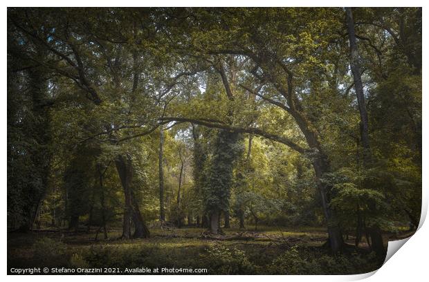 San Rossore park, misty mediterranean forest. Tuscany Print by Stefano Orazzini