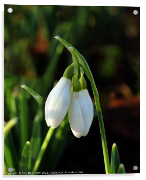 The lovely snowdrop Acrylic by ANN RENFREW