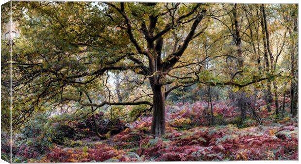 Tree in Autumn Canvas Print by Mark Jones