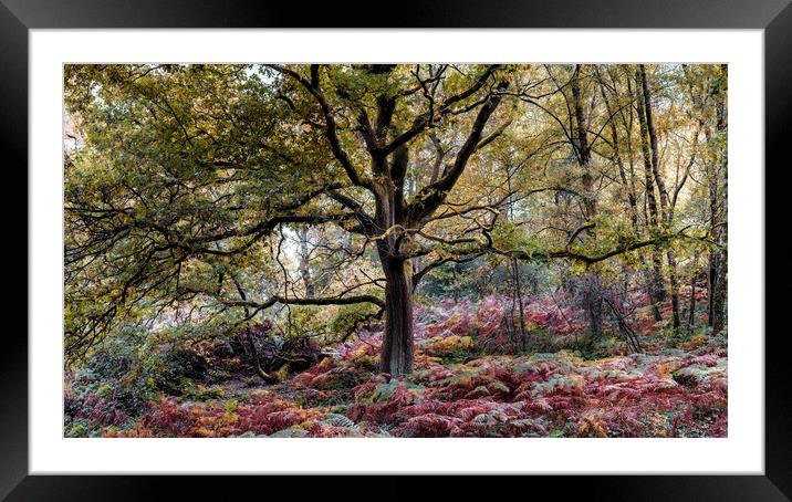 Tree in Autumn Framed Mounted Print by Mark Jones